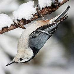 A blue-gray and white bird hanging upside-down from a branch