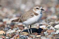 A small brown and white bird standing on stones