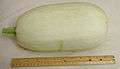 White oval squash