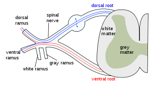 Spinal nerve.svg