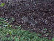 An invasive eastern gray squirrel in Burnaby's Central Park.