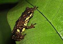 St Andrew's Cross Toadlet