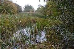 Stanground Newt Ponds