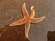 Common starfish