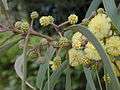 Starr 020124-0065 Acacia koaia.jpg