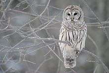 A brown and white owl perching on a branch