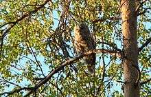 A Ural owl