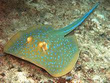 Photo of a flattened, disc-shaped fish with a greenish-yellow body covered in neon blue spots, and two neon blue stripes along the tail, lying on coral debris