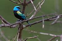 Tangara cyanicollis, Blue-necked Tanager.jpg