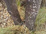 Base of a tree with blackened bark