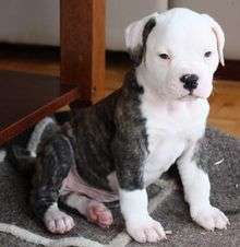 American Bulldog male pup