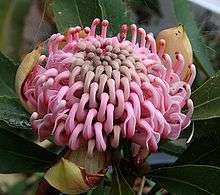 A pale pink flowerhead made up of hundreds of pinkish flowers still a little greenish in the centre is nestled among its bracts and leaves.