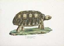  Lithograph of Testudo tabulata from 1836 book Naturgeschichte und Abbildungen Der Reptilien by Heinrich Rudolf Schinz, illustrated by Karl Brodtmann