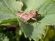 This cricket is 8–10 mm long