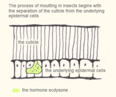 The process of moulting in insects begins with the separation of the cuticle from the underlying epidermal cells.