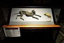 A glass display case containing the mummified remains of a cat and a rat facing each other.