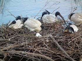 Group of Australian White Ibises on nests with eggs