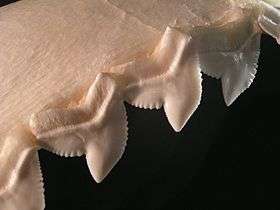 The serrated teeth of a tiger shark, used for sawing through flesh