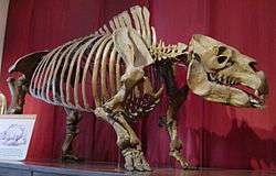 Toxodon skeleton in BA.JPG