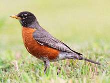 A red and black bird standing in grass