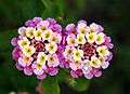 Twin lantana camara edit.jpg