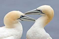 Two white and yellow birds