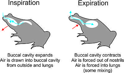 The stages of two-stroke buccal pumping