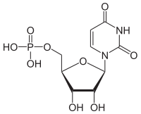 Skeletal formula of UMP