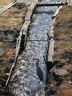 A large bluish-grey bird with a crooked neck and an orange bill, wades in a water course perhaps 2 feet (0.6 meters) wide. The water, which passes under a wooden footbridge upstream of the bird, is confined by low wooden retaining walls.