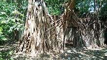 Ruins of warehouse in British period - Near to the Ponnani Court