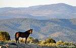 a horse standing on a hill with mountains in the background