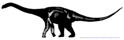 Skeleton of Wintonotitan