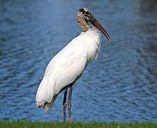 A large white bird standing by a body of water