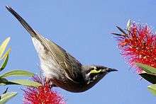 Honeyeater balancing on a bottlebrush flower